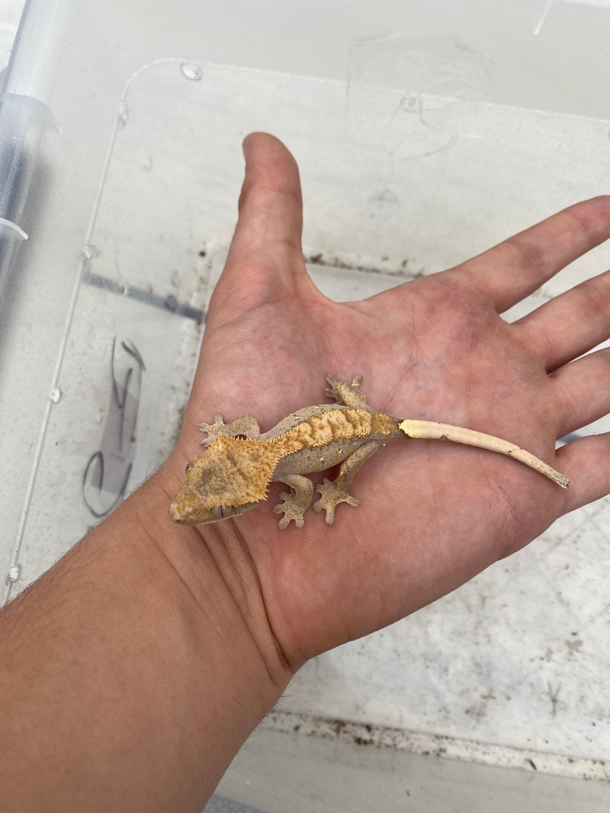 2x gezonde kleine wimpergekkos, Dieren en Toebehoren, Hagedis, Tam, 0 tot 2 jaar