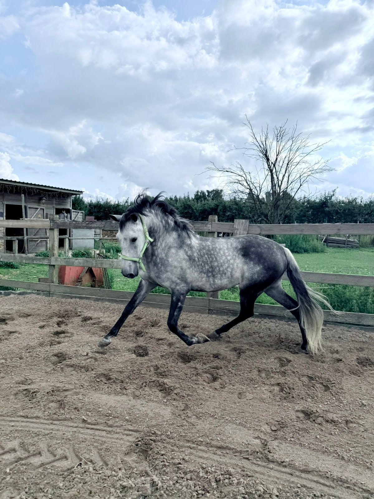 Lieve ruin met rugzakje, Dieren en Toebehoren, Ruin, Zadelmak