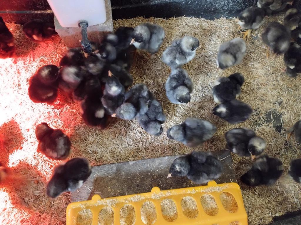 Kuikens Mechelse koekoek, Dieren en Toebehoren, Pluimvee, Geslacht onbekend, Kip