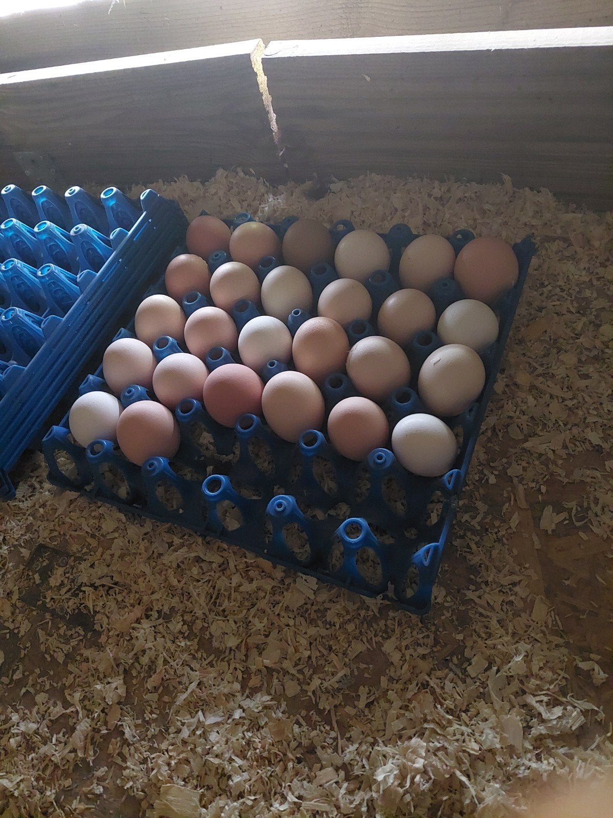 Oeufs fécondés / Broedeieren poules, Animaux & Accessoires, Volatiles