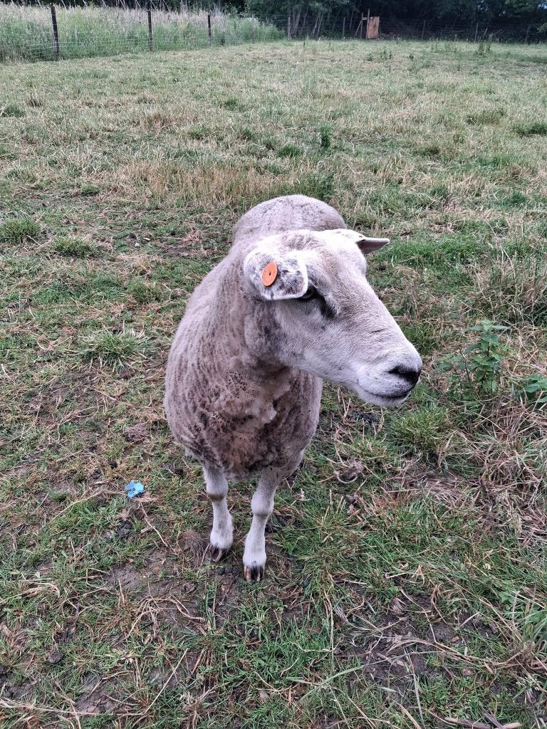 Étagère à vendre, Animaux & Accessoires, Femelle, Mouton, 3 à 5 ans