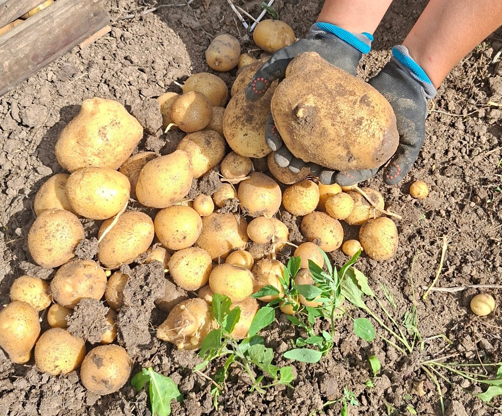 biologische aardappelen meerdere soorten, Ophalen of Verzenden