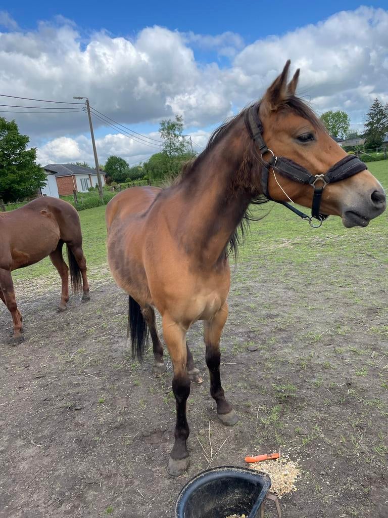 Pony d-paard, Dieren en Toebehoren, Paarden, Minder dan 160 cm, 7 tot 10 jaar, Westernpaard, Merrie