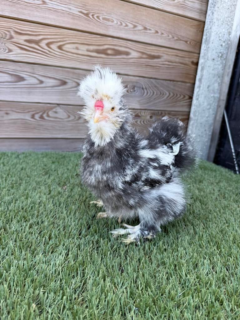 Usa zijdehoen haantje, Dieren en Toebehoren