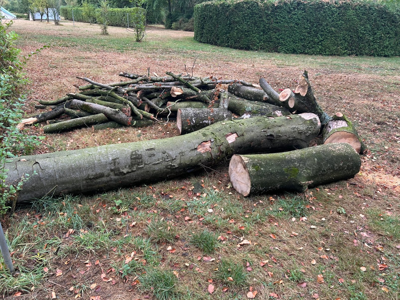 Brandhout (Vorselaar) beuk gedroogd om stam, 6 m³ of meer, Ophalen, Beukenhout, Stammen