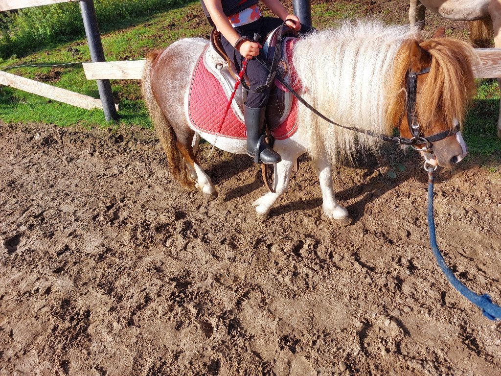 Shetland merrie, Dieren en Toebehoren, Pony's, Merrie, A pony (tot 1.17m), 3 tot 6 jaar, Recreatiepony