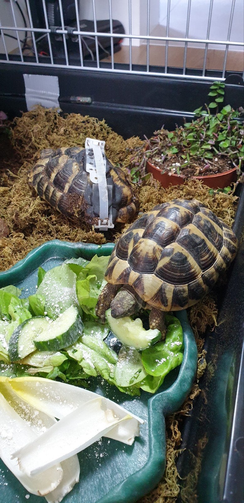 Griekse landschildpadden man/vrouw, Animaux & Accessoires, Tortue