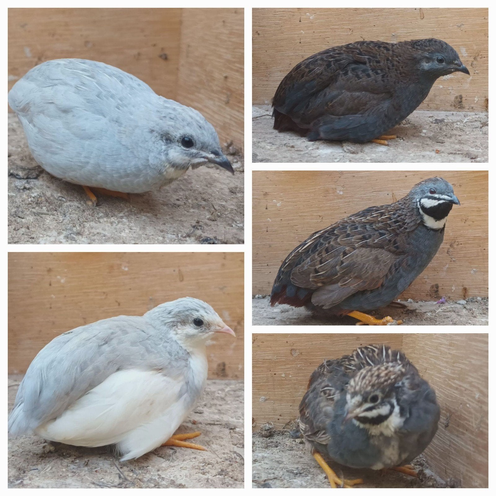 Chinese dwergkwartels., Dieren en Toebehoren, Meerdere dieren