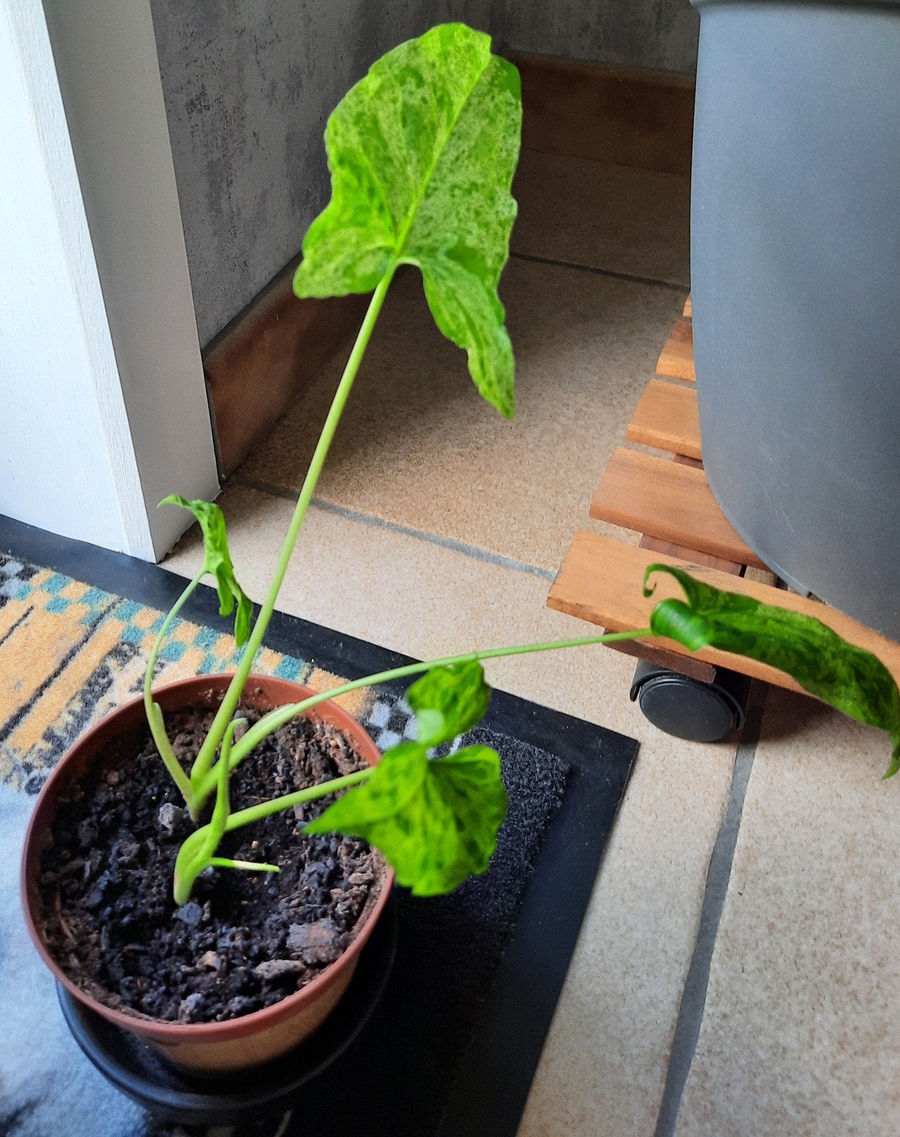 Syngonium mottled mojito, Maison & Meubles, Plantes d'intérieur, Autres espèces, En pot, Moins de 100 cm, Enlèvement
