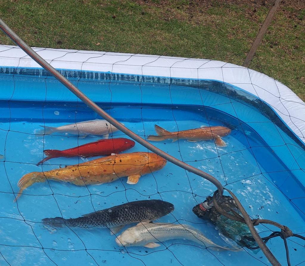 6 mooie Koi', Dieren en Toebehoren
