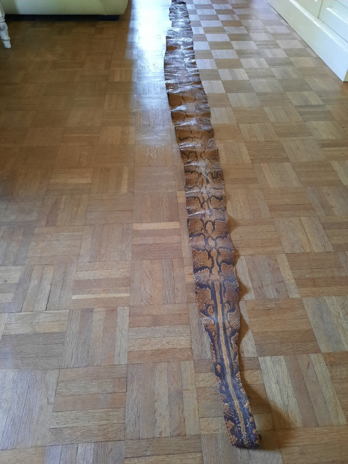 Oude gelooide slangenhuid van een Python - taxidermie, Verzamelen, Ophalen of Verzenden, Gebruikt, Reptiel of Amfibie, Overige typen