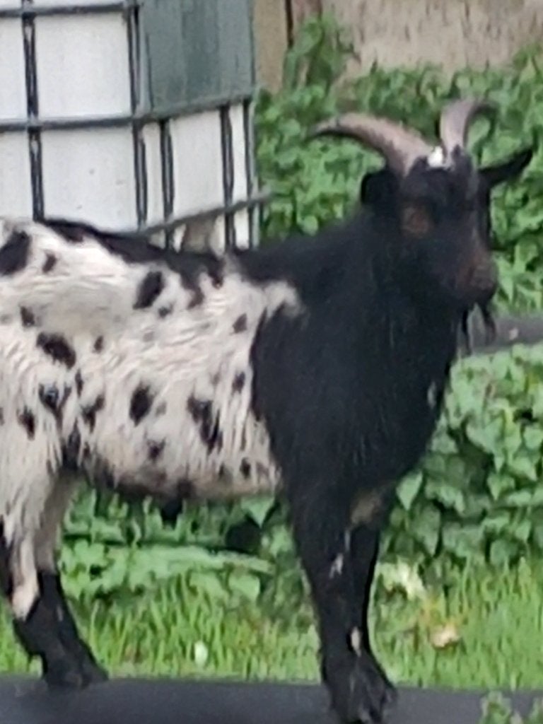Dwergeitenbok, Animaux & Accessoires, Août, Mâle