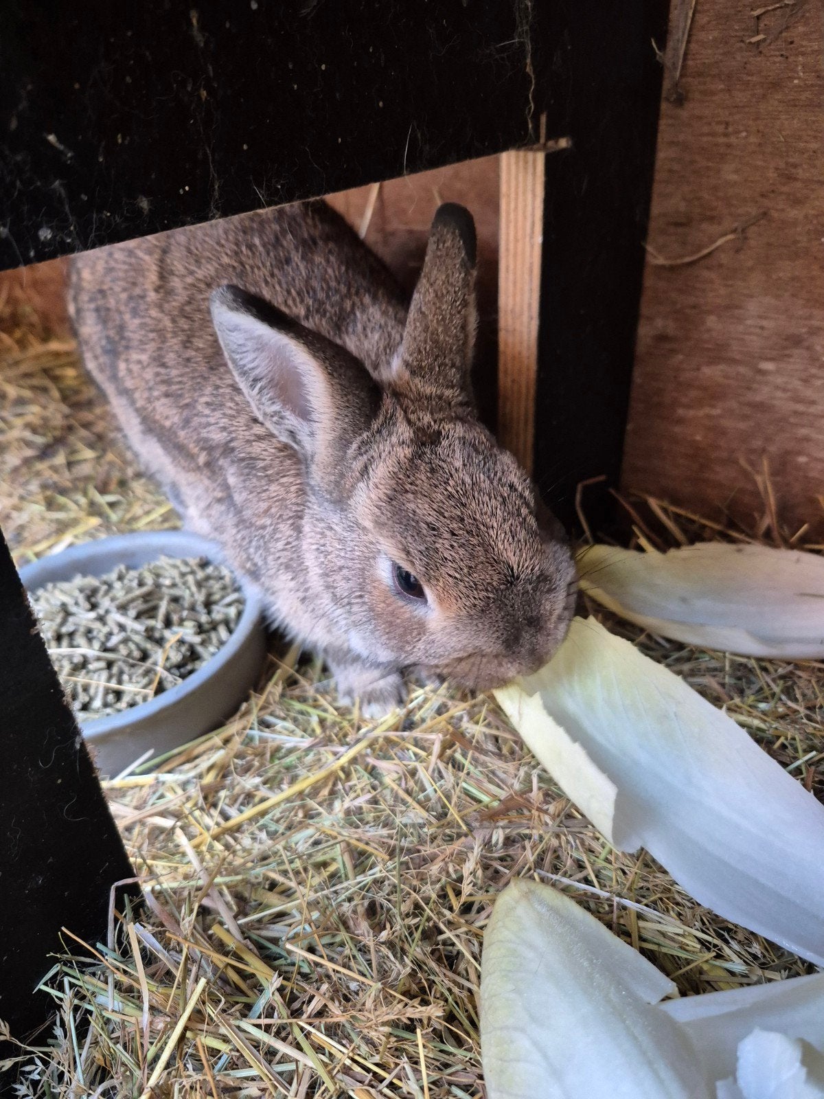 2 jonge kleurdwergjes, Dieren en Toebehoren