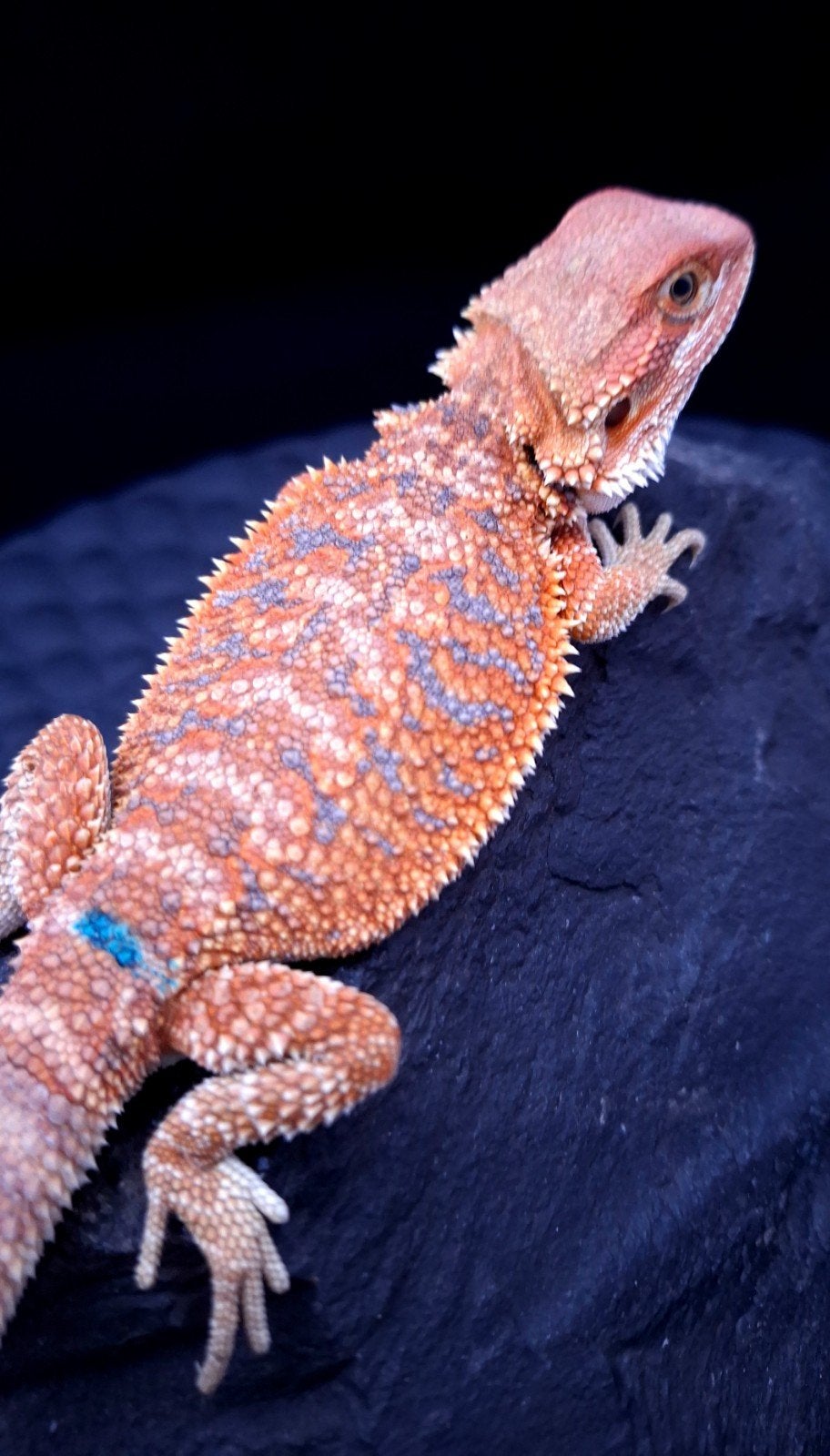 Orange Hypo Blue Bar Baardagaam Man 9 weken oud, Hagedis, 0 tot 2 jaar
