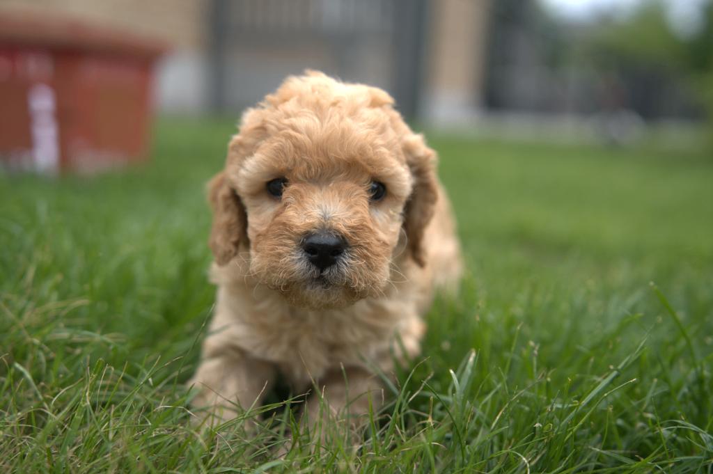 Maltipoo, Chien (mâle), Autres races, Belgique, Plusieurs
