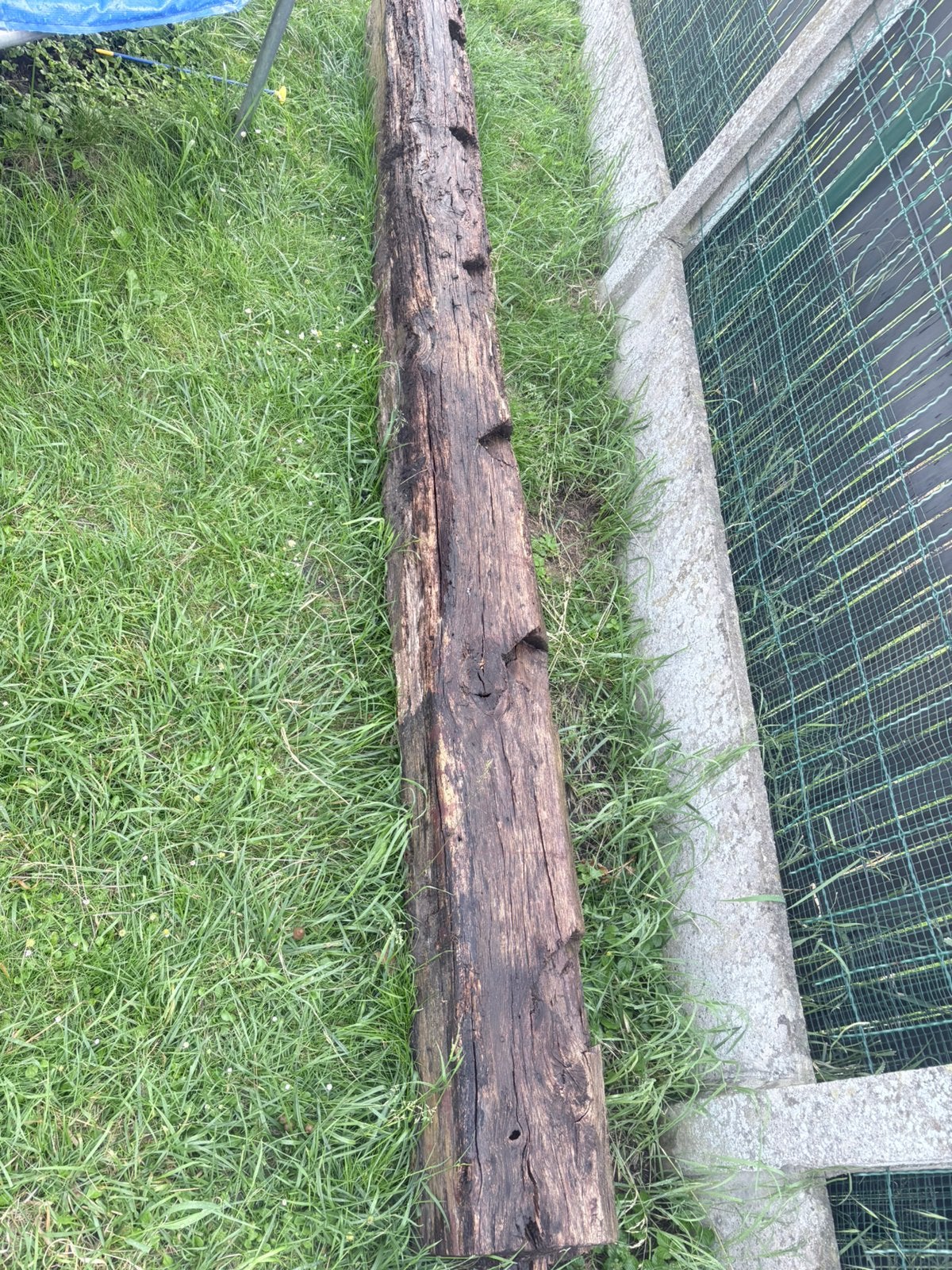 Poutre en chêne, Enlèvement, Chêne, Poutre