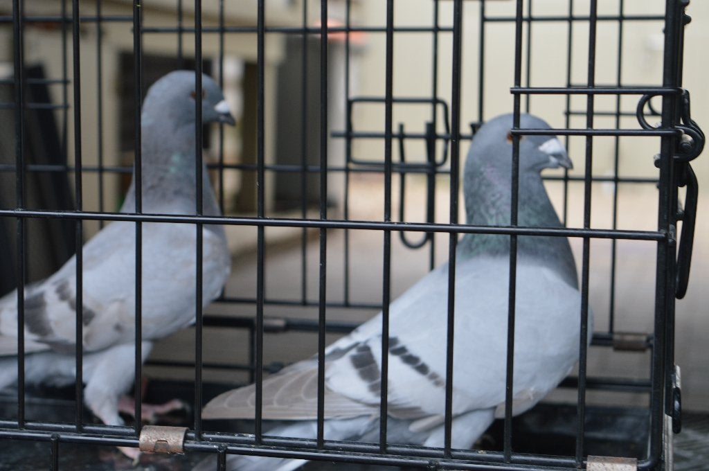 Belgische tentoonstellings postduiven, Dieren en Toebehoren, Postduif