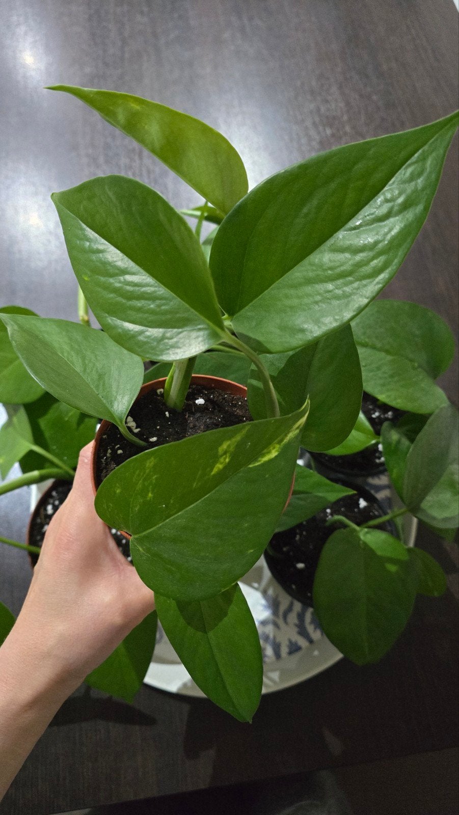 Plantes, Enlèvement
