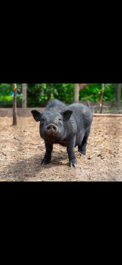 Des cochons ventrus en pot taille exceptionnelle à offrir