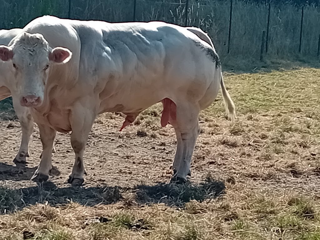 Dekstier, Animaux & Accessoires, Mâle, 3 à 6 ans