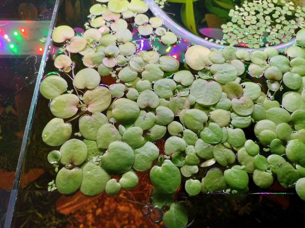 Kikkerbeet, Dieren en Toebehoren, Vissen | Aquaria en Toebehoren, Ophalen