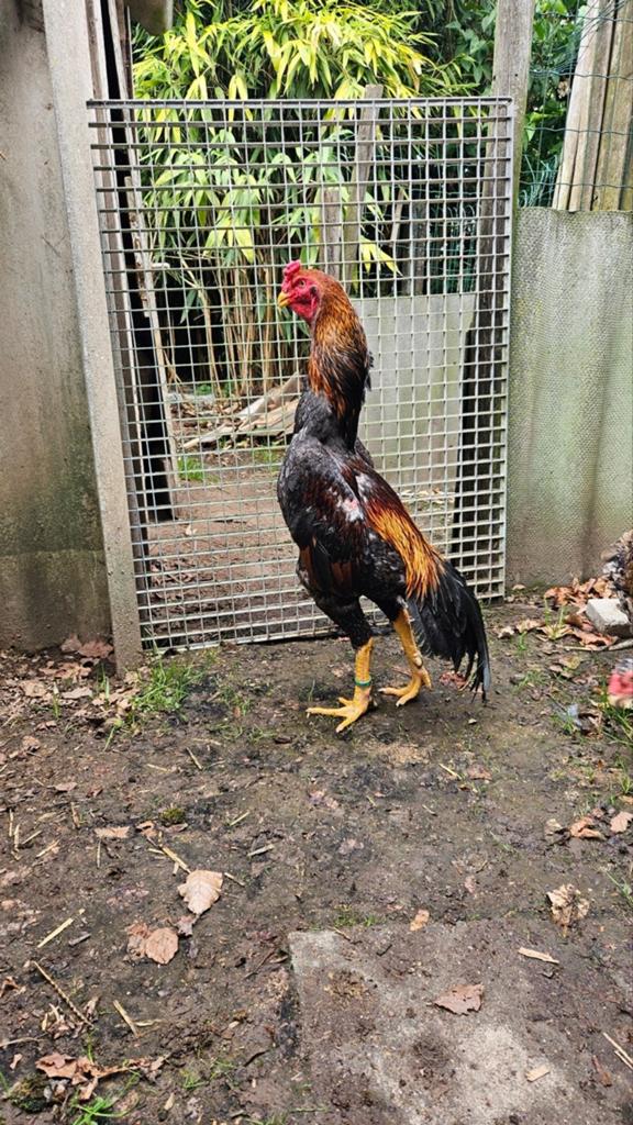 Shamo haan blauw tarwe, Dieren en Toebehoren