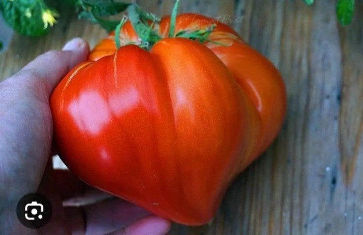 Veel verschillende soorten BİO tomatenplanten, Ophalen