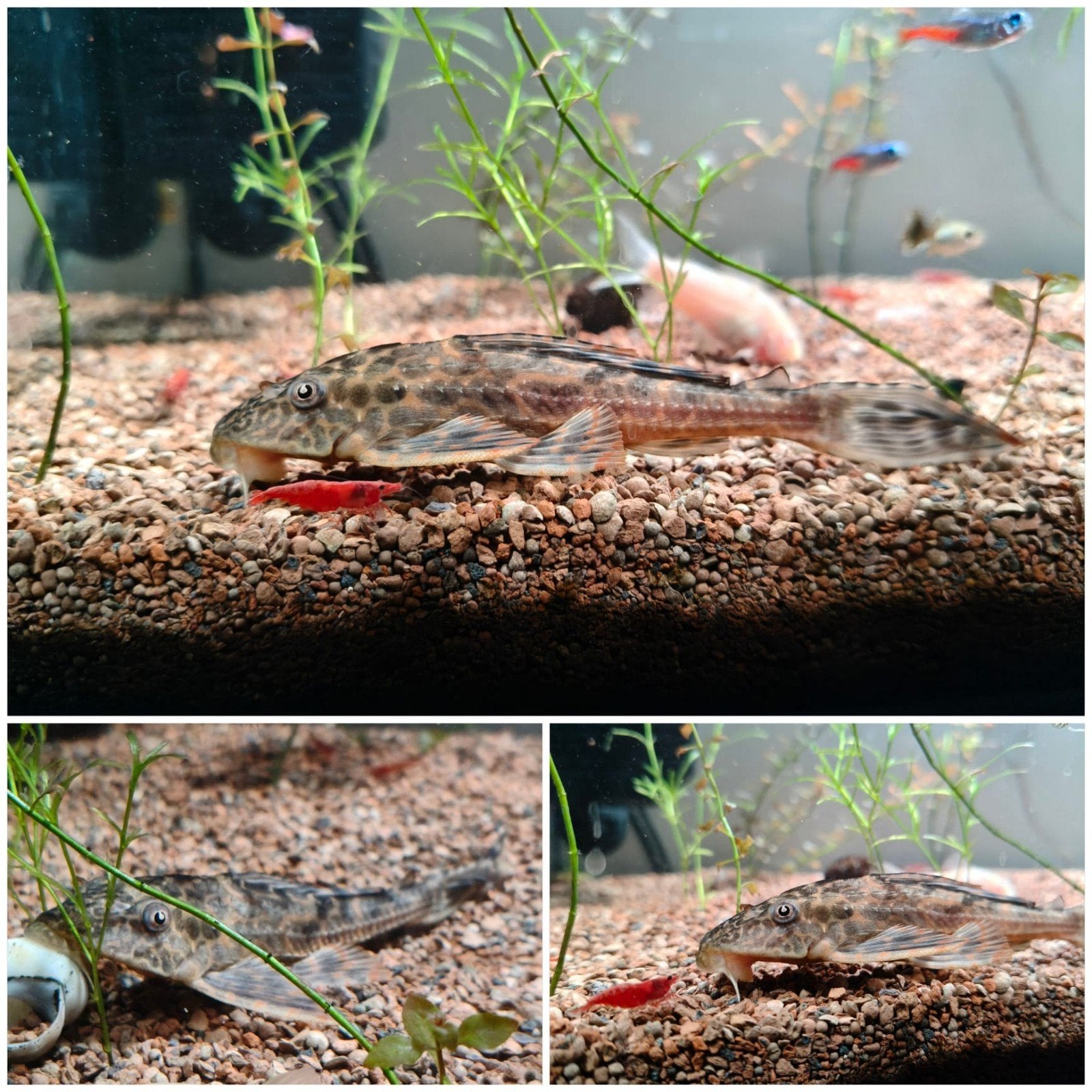 ruitenkuiser vis, Poisson, Poisson d'eau douce