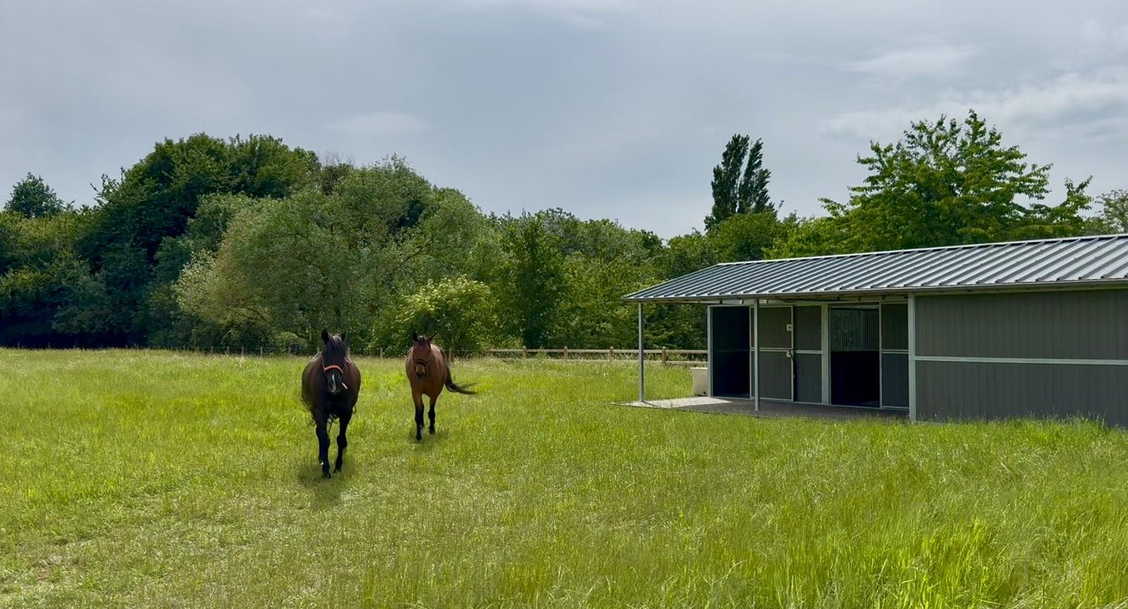 Stalling met weide aangeboden regio Landen/Gingelom, Stalling, 1 paard of pony
