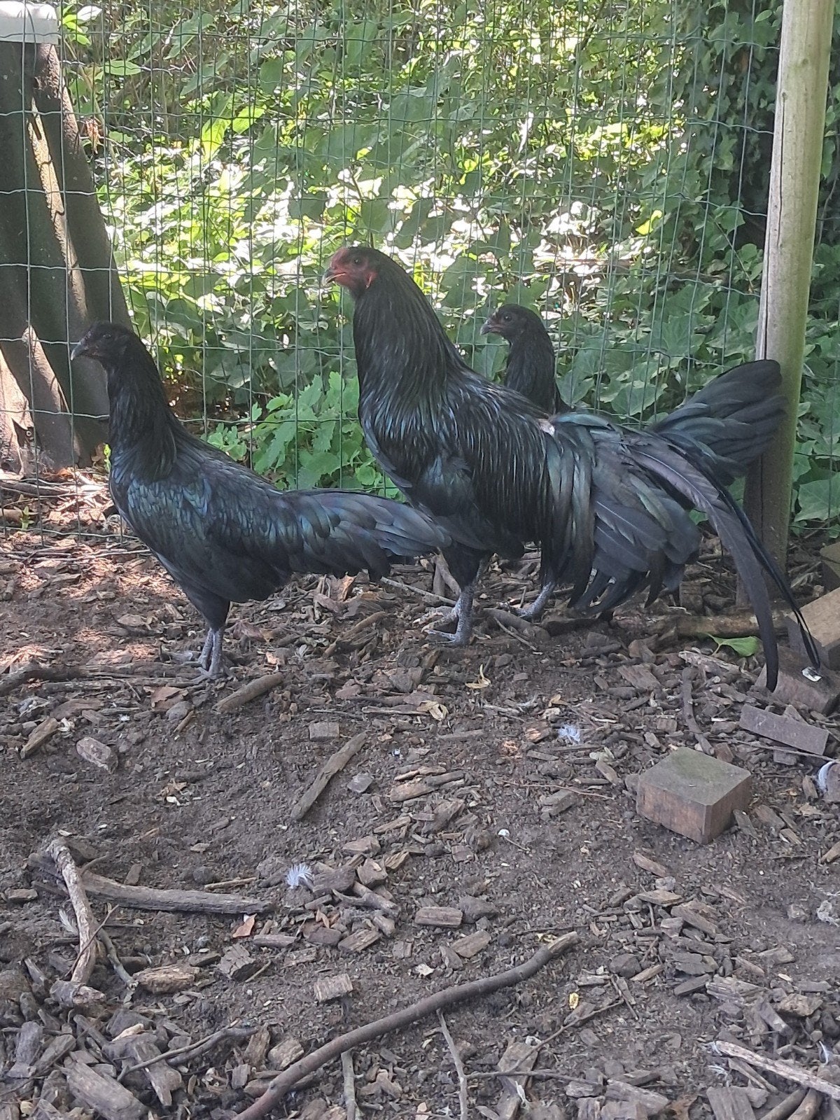 Trio zwarte sumatra, Dieren en Toebehoren, Pluimvee, Meerdere dieren, Kip