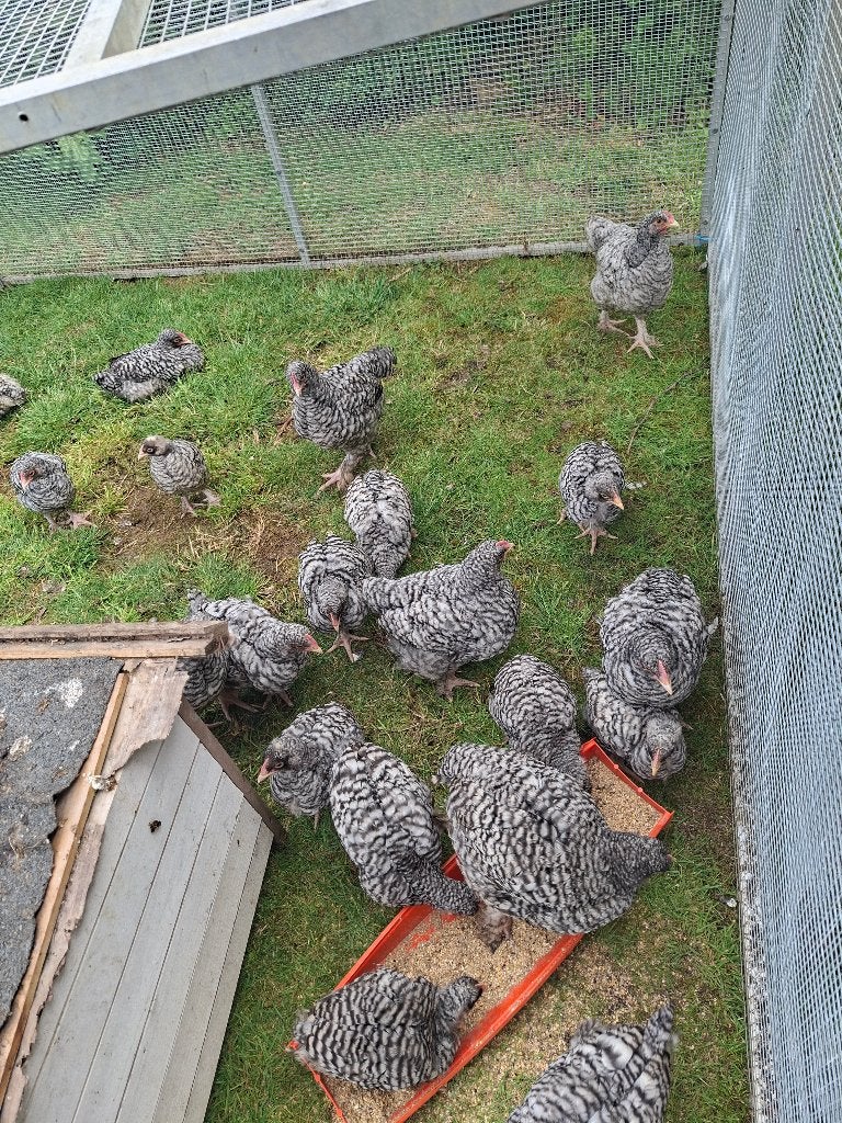 15 jonge hanen mechelse koekoek, Dieren en Toebehoren