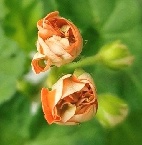 Zeldzame geranium / Pelargonium Rosebud, Tuin en Terras, Bloembollen en Zaden, Ophalen