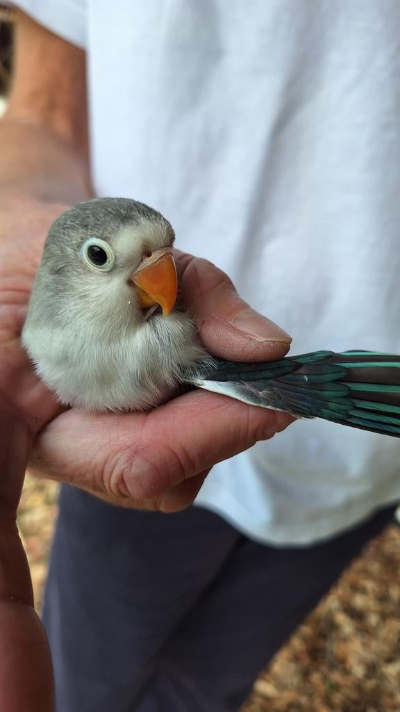 Jonge agapornis fischerie maart '26