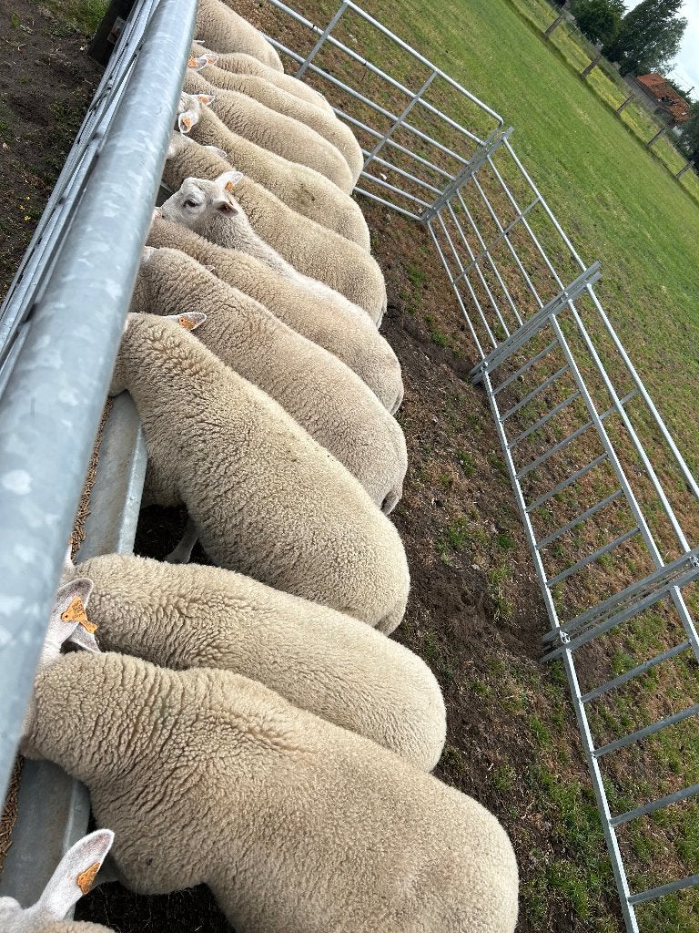 Schaap, Animaux & Accessoires, Moutons, Chèvres & Cochons, Plusieurs animaux, Mouton, 0 à 2 ans