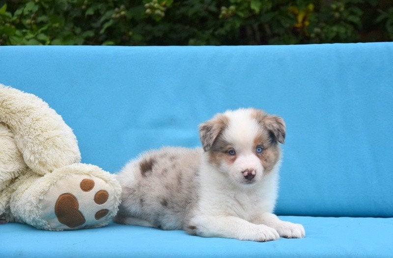 Prachtige Merle Tan Border Collie pup, Dieren en Toebehoren, België, CDV (hondenziekte), 8 tot 15 weken, Teef