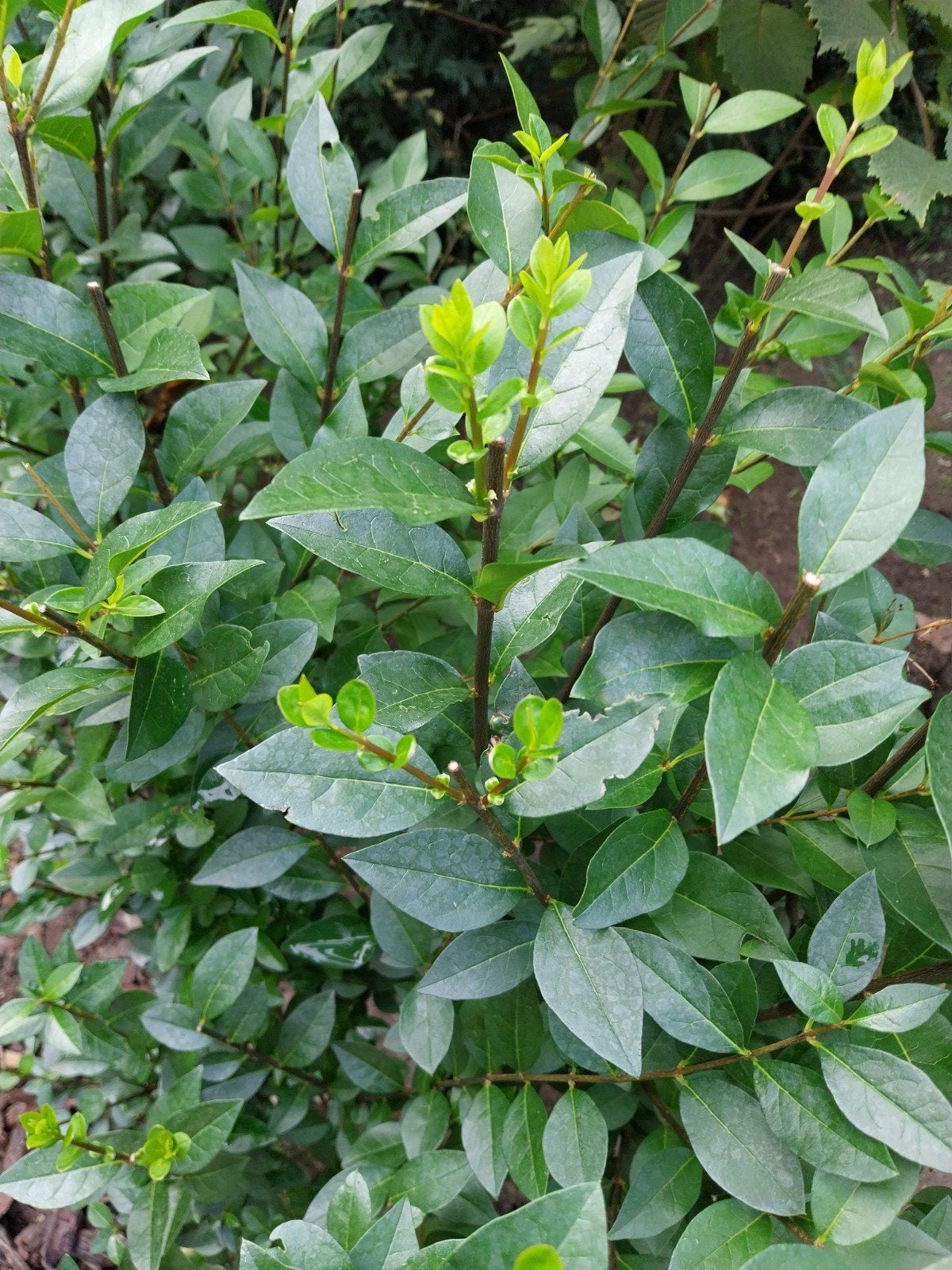 liguster, Tuin en Terras, Ophalen, Liguster, Haag