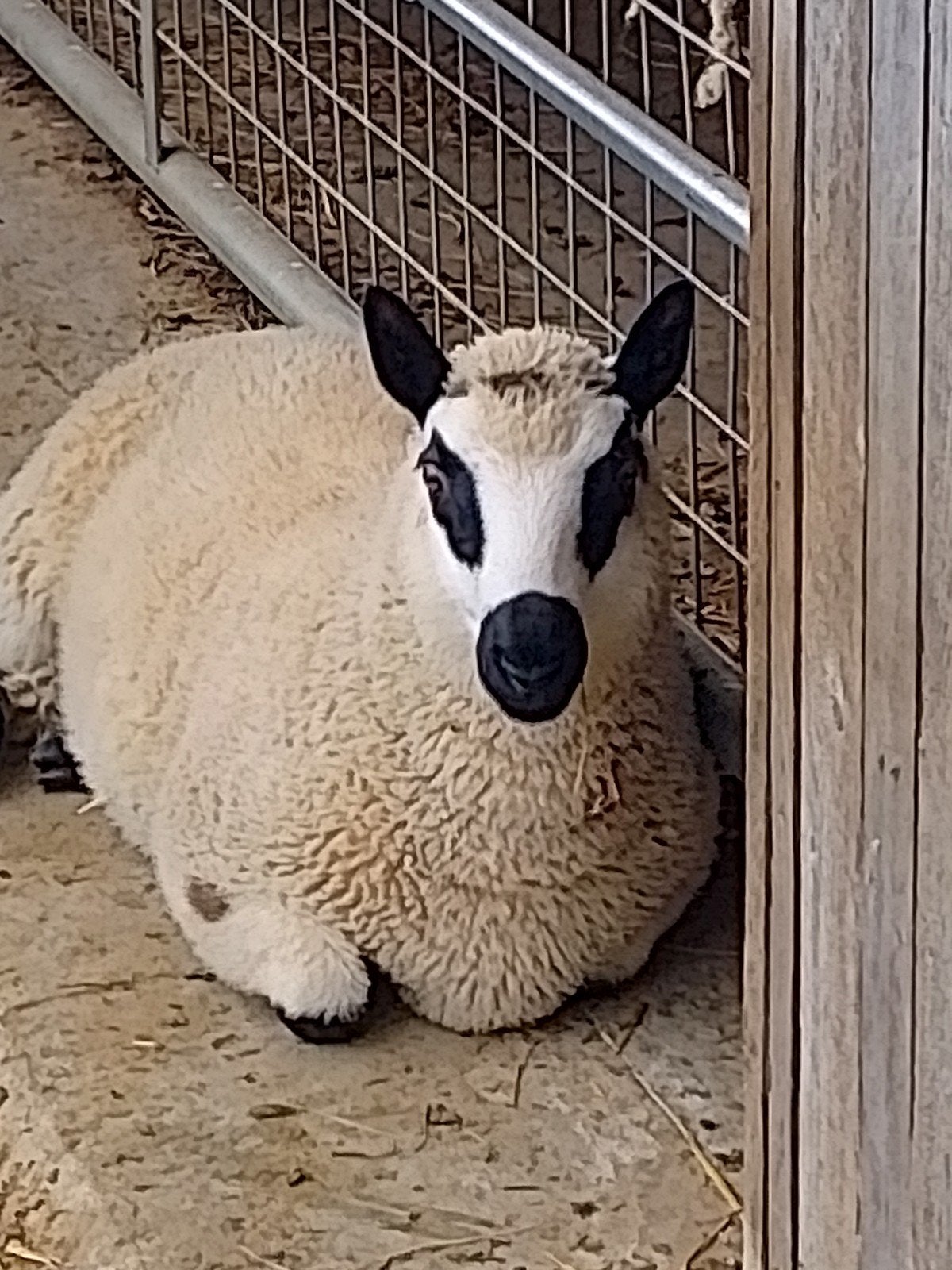 Kerry hill rammen, Dieren en Toebehoren