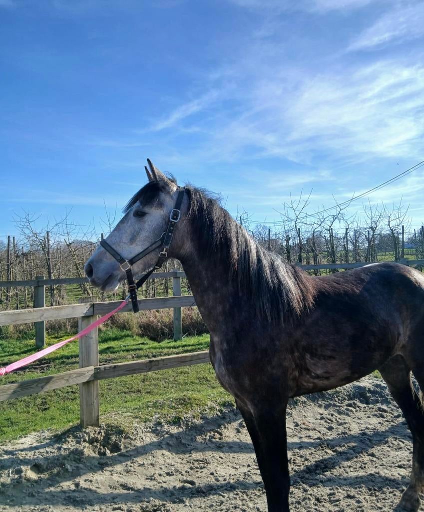 Spaanse merrie, Dieren en Toebehoren, Pony's, Merrie