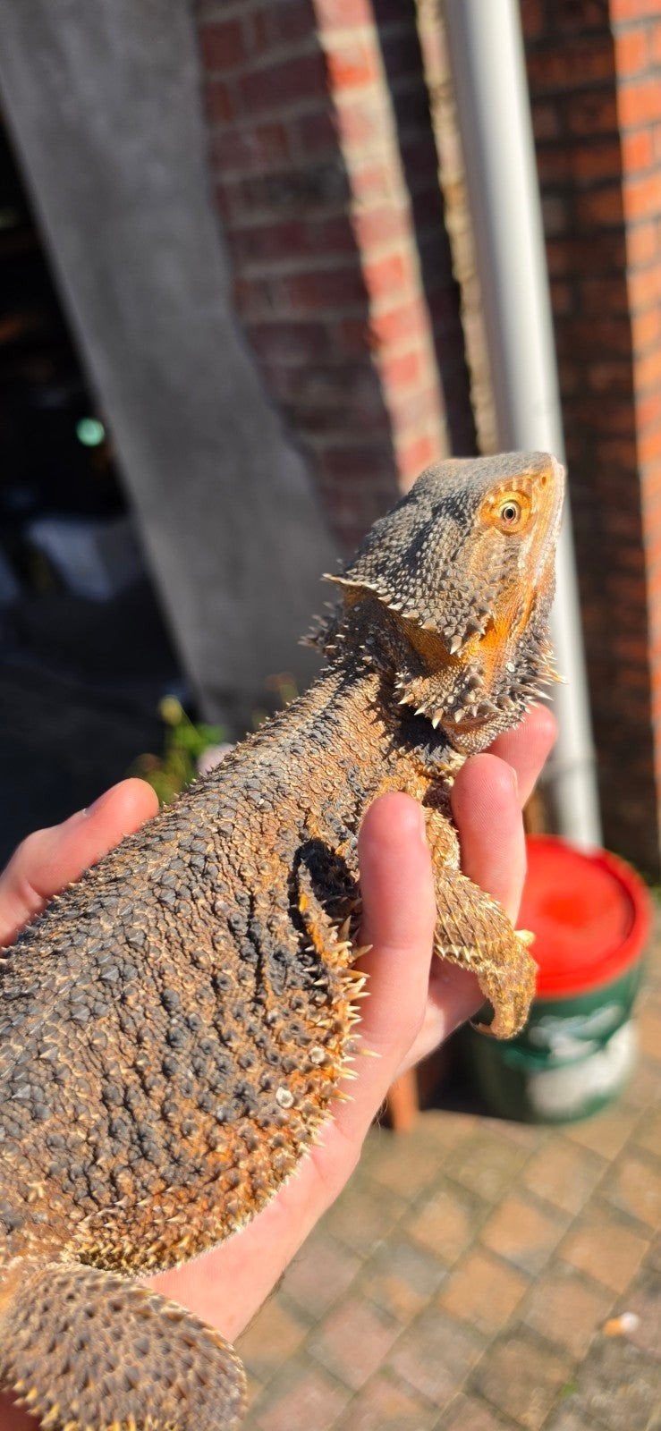 baardagaam wildkleur vrouw, Dieren en Toebehoren