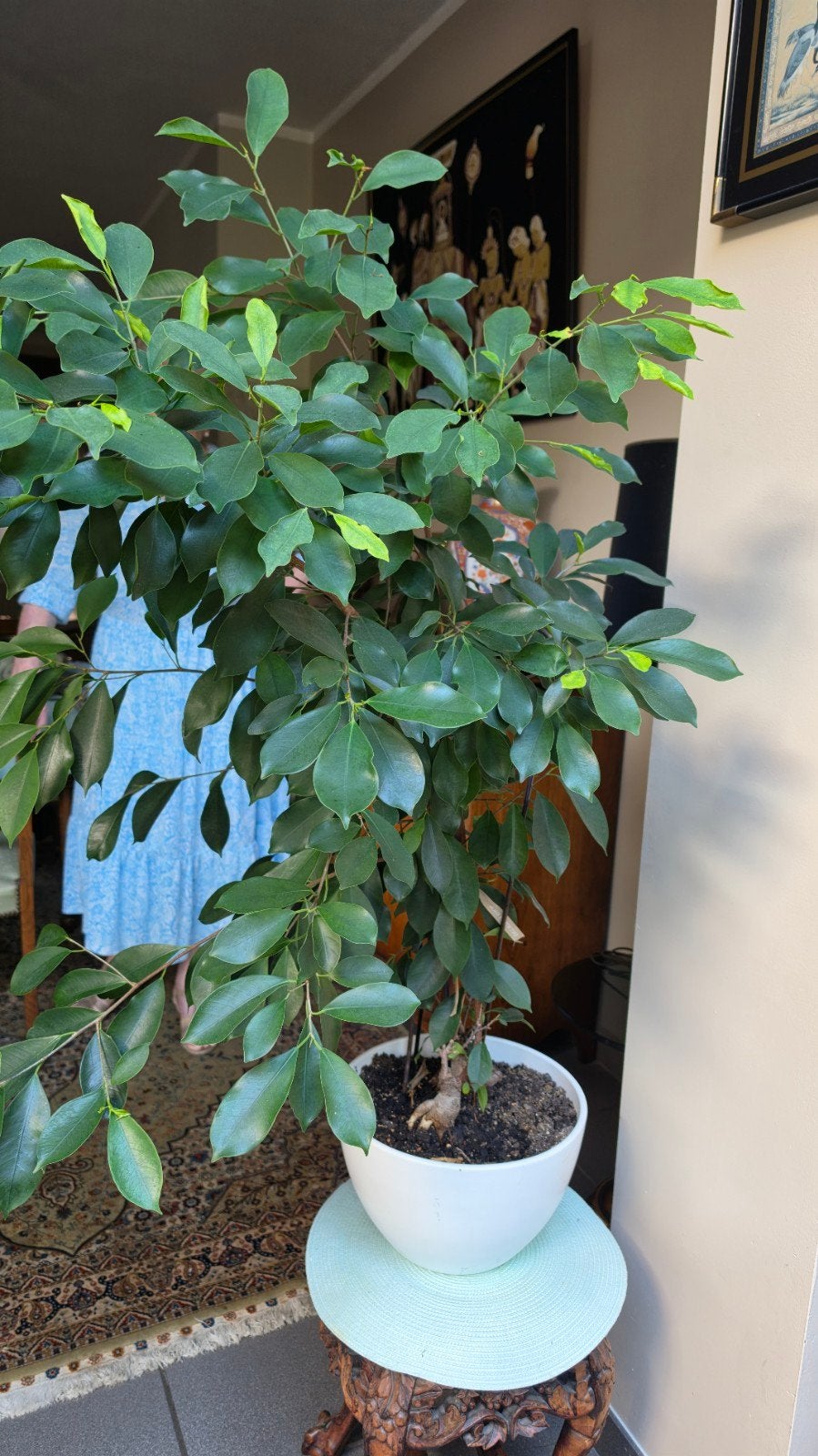 plant + pot ficus, Enlèvement