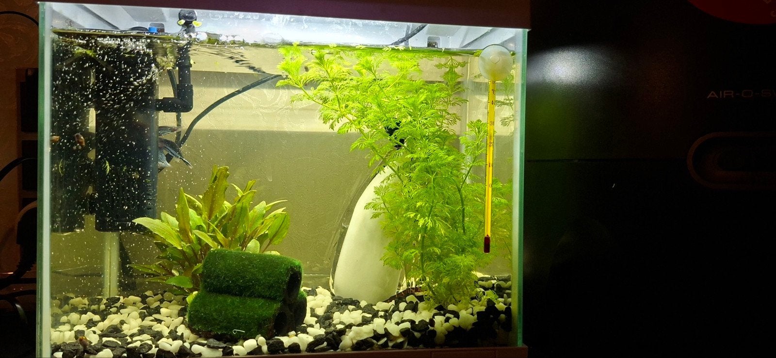 Bettavis modderkruiper garnalen 20 liter superfish aquarium