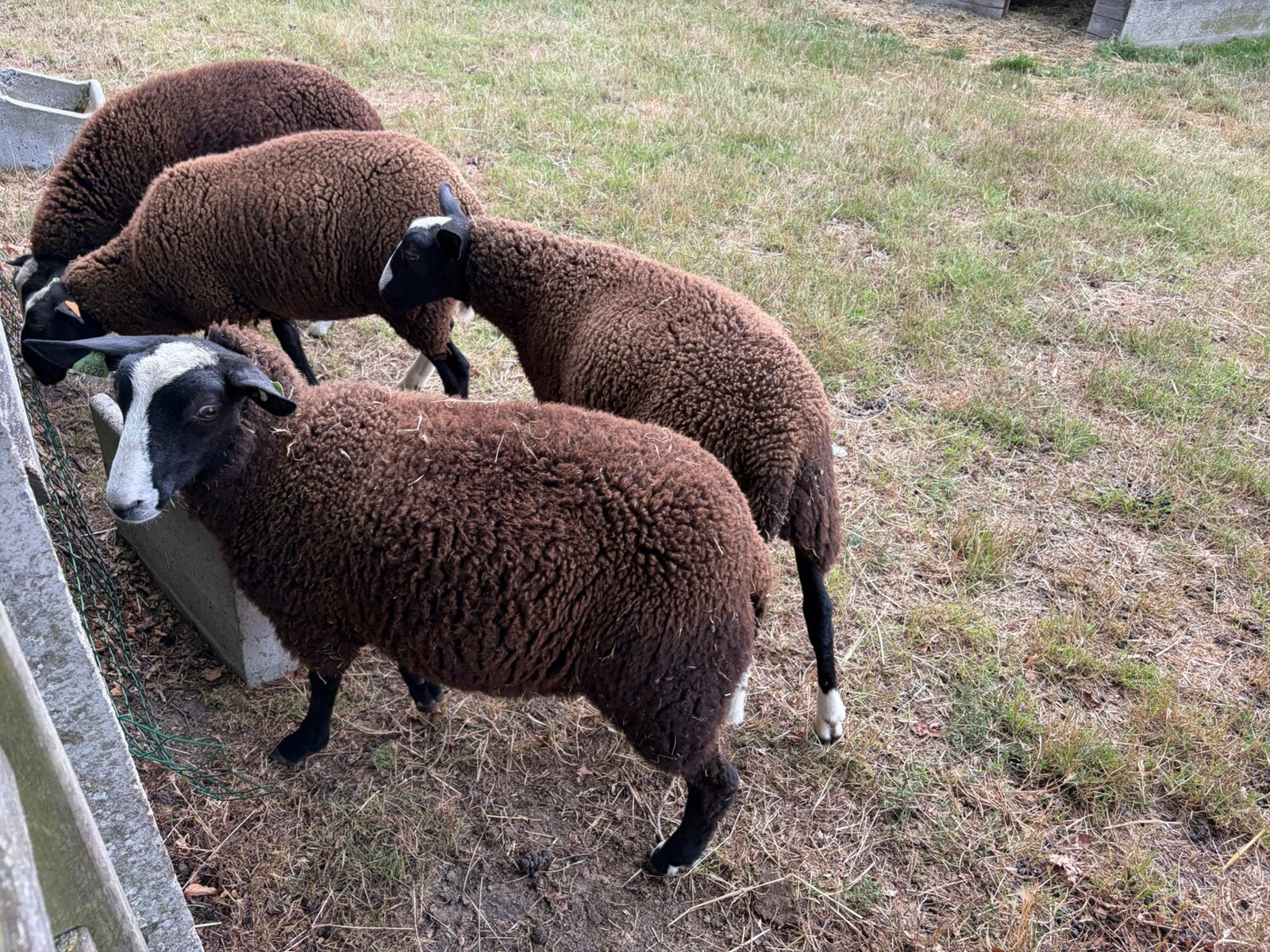 Dekrammen , zuivere zwartblesrammen
