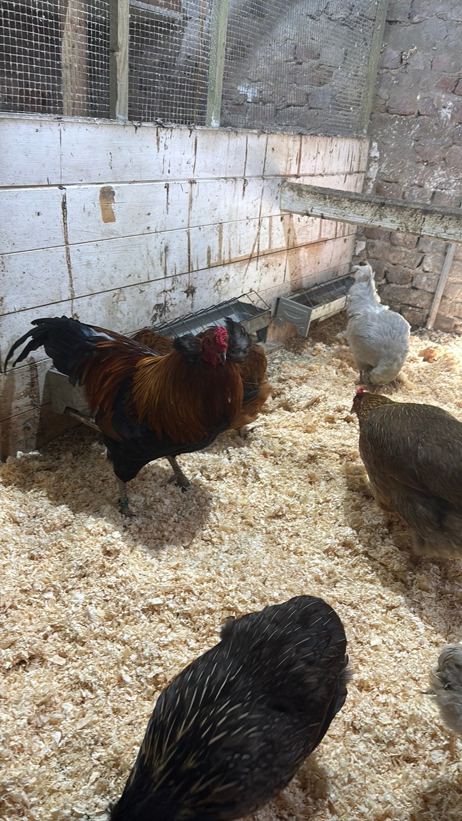 Araucana, welsumer, marans. Kleurleggers kippen / halfwas