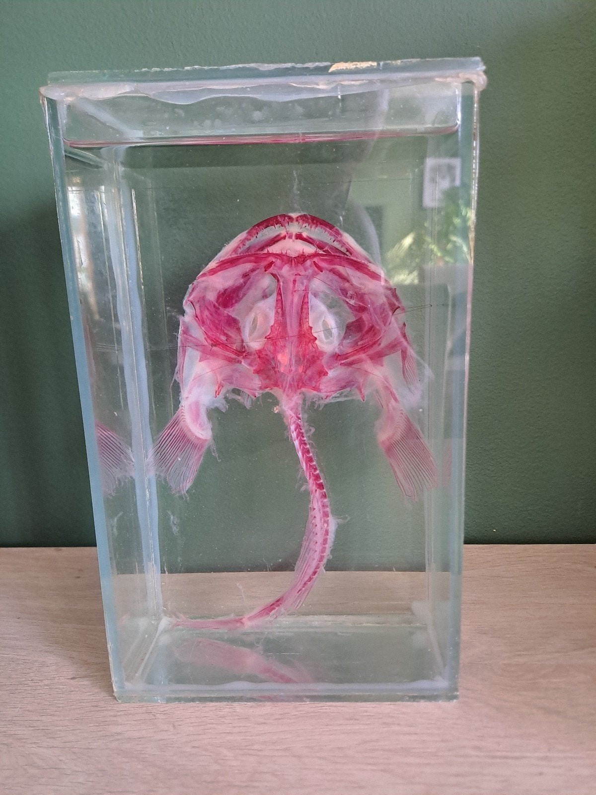 Taxidermie Diafonisatie Pijlstaartrog, Ophalen