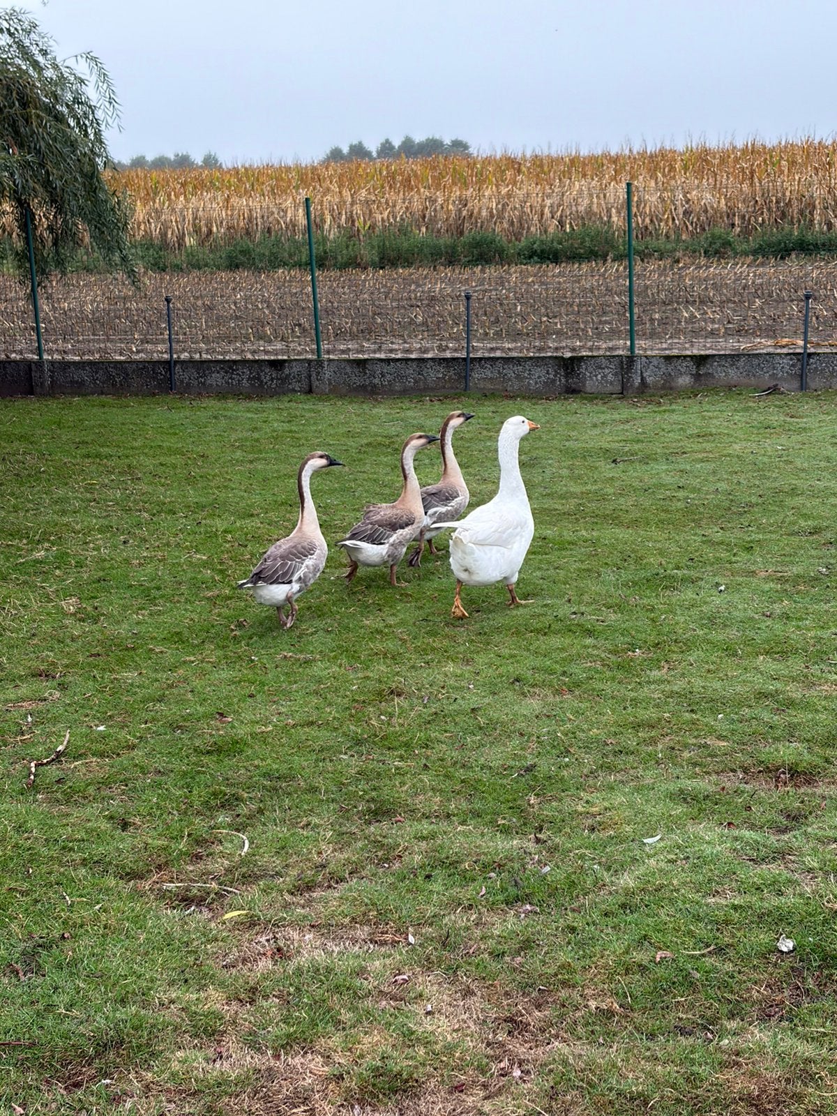 Bruine ganzen, Dieren en Toebehoren, Meerdere dieren, Gans of Zwaan