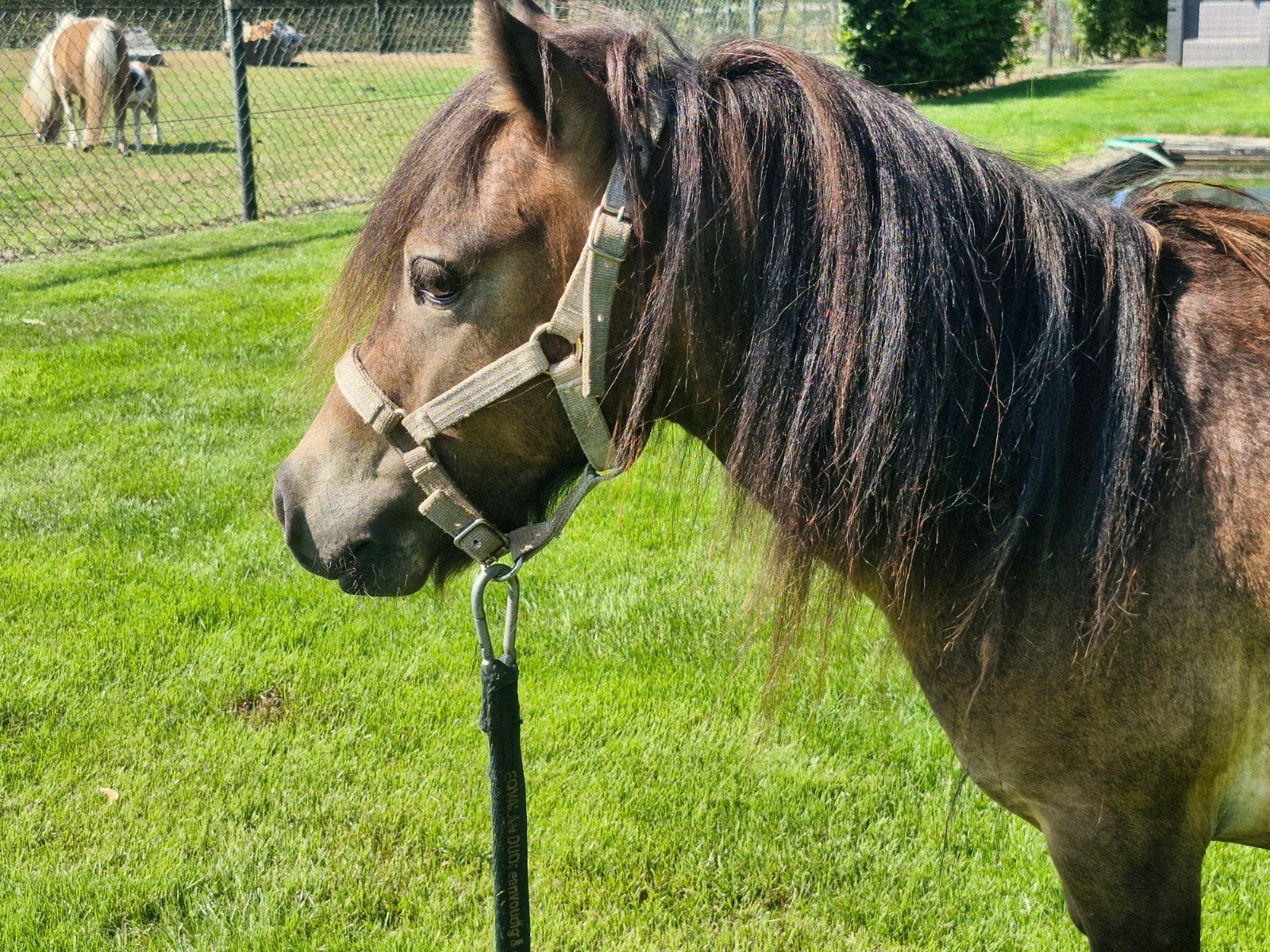 mini hengstje, Dieren en Toebehoren, Pony's, Hengst, A pony (tot 1.17m), 3 tot 6 jaar