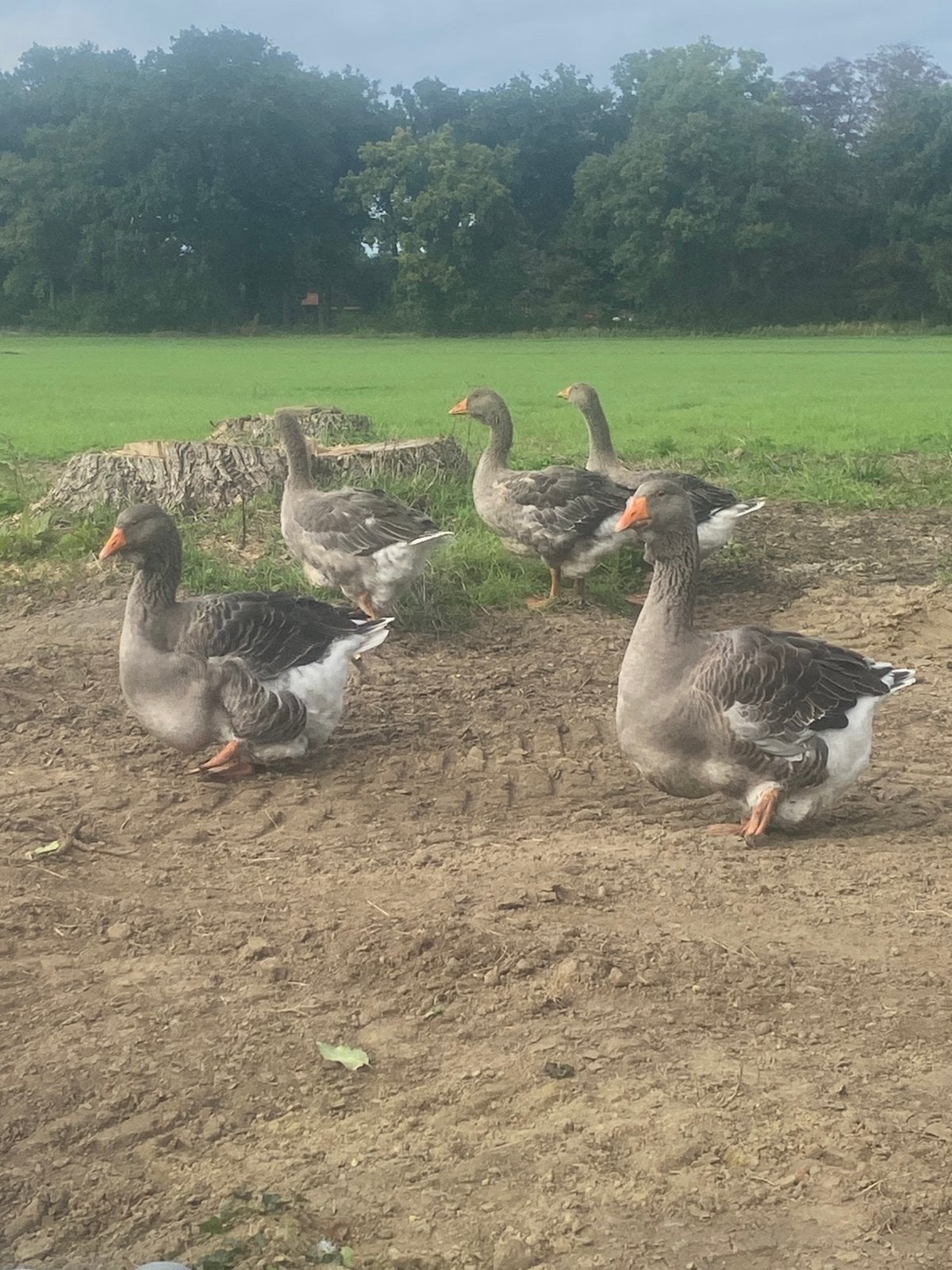 Toulouse ganzen met buik en keeldwalp, Mannelijk, Gans of Zwaan
