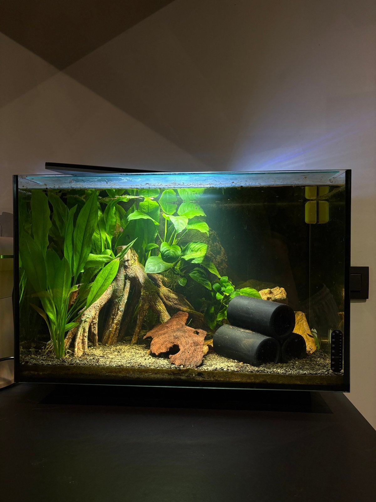 Superfish Quadro 70 + inhoud, Animaux & Accessoires, Aquarium d'eau douce rempli, Comme neuf, Enlèvement, Poissons inclus