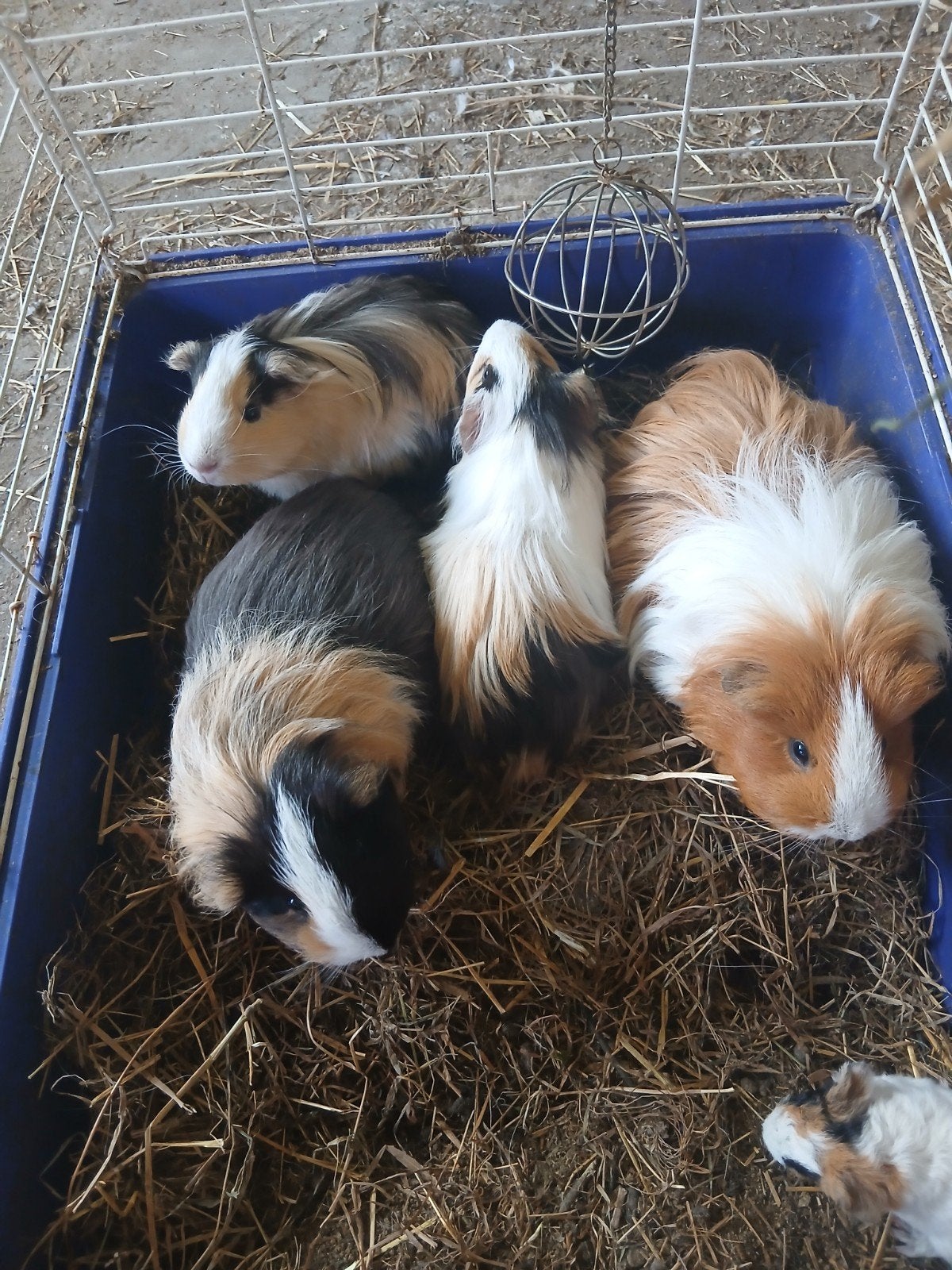 Sheltie en tessel cavia's, Cavia, April, Meerdere dieren, Tam