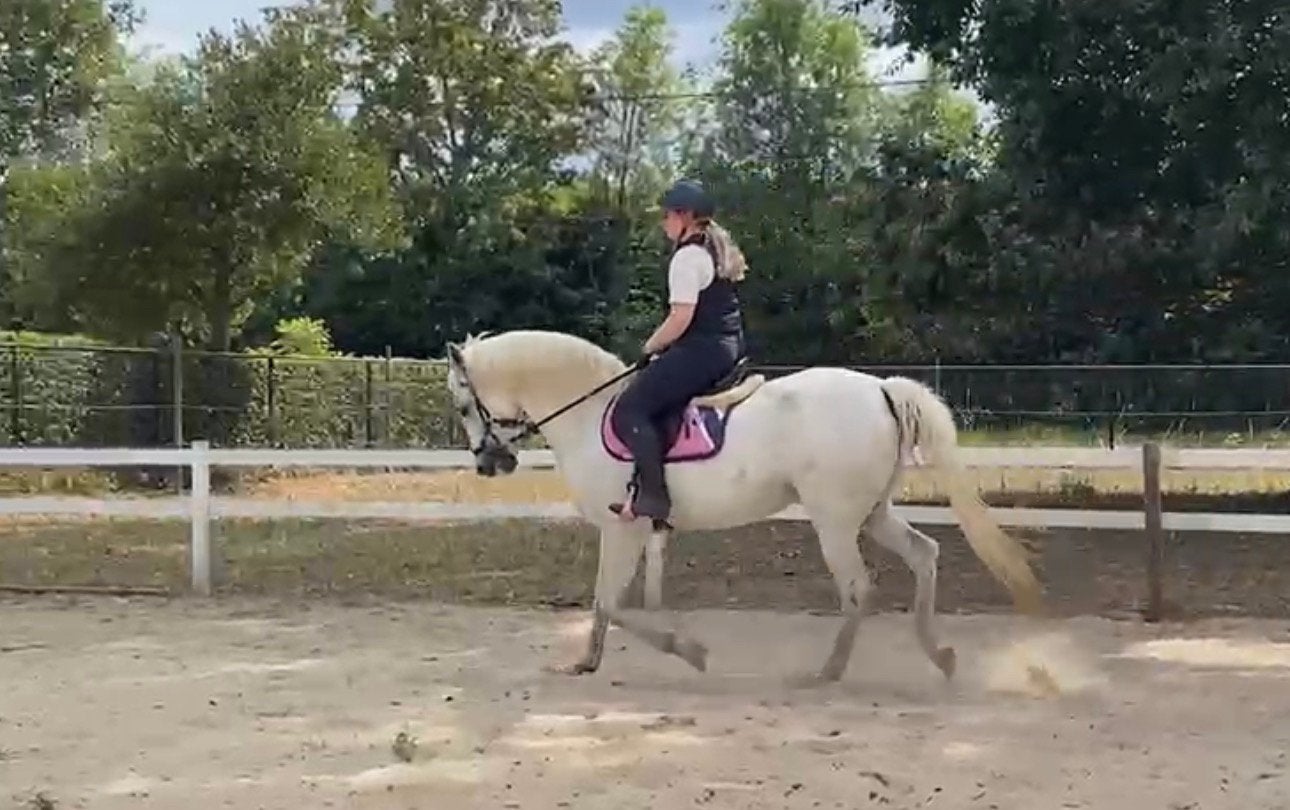 Super lieve merrie ( materiaal inbegrepen ), Dieren en Toebehoren, Merrie, L, Dressuurpaard